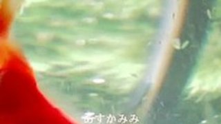 恋人を奪おうとする娘と嫉妬する母|イクイクXVIDEOS日本人無料エロ動画まとめ 恋人を奪おうとする娘と嫉妬する母|イクイクXVIDEOS日本人無料エロ動画まとめ